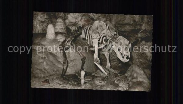 Baeren Bären-Karlshöhle Skelett