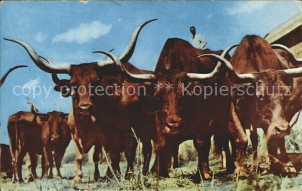 Tiere Vanishing Texas Longhorns Gene Autry-Ev