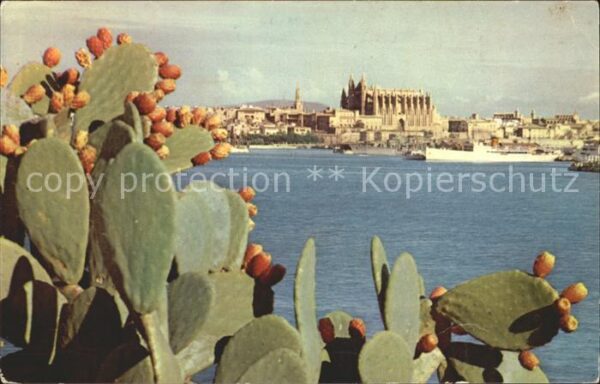 Kakteen Mallorca Baleares Puerto