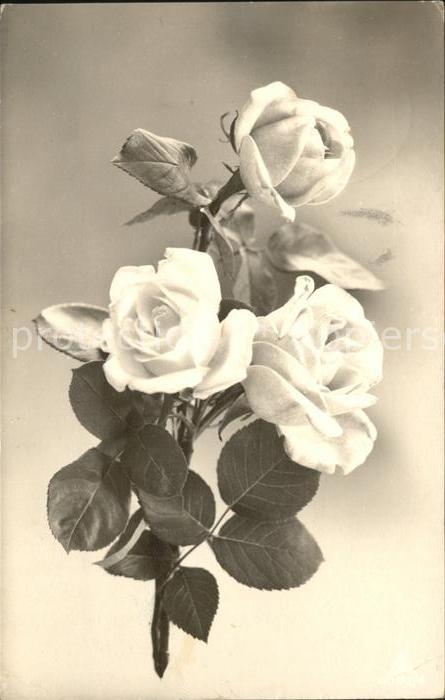 Rosen