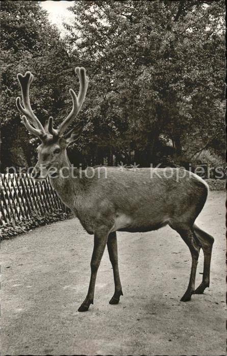 Hirsch Wildbad Schwarzwald