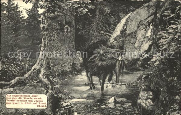 Schweine Wildschwein Eber Spruch Gedicht Uhland