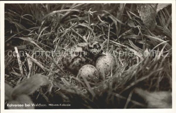 Moewen Kolonie Rohrersee Waldsee Nest Eier