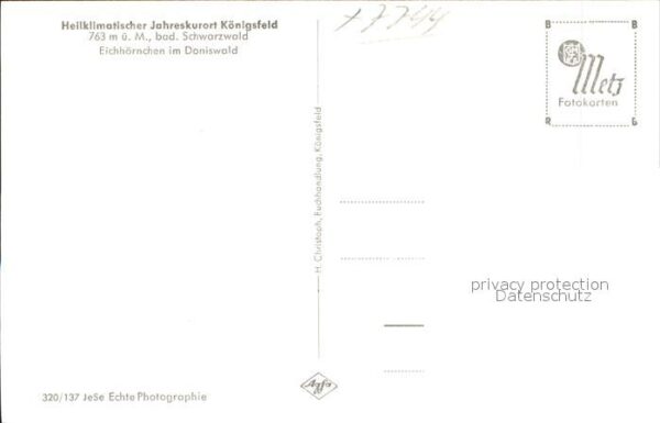 Eichhoernchen Doniswald Königsfeld Schwarzwald – Bild 2