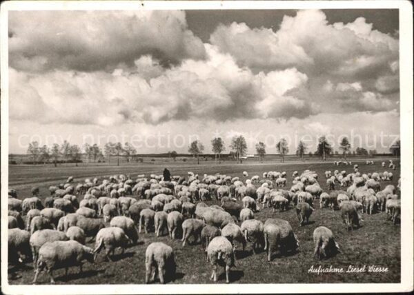 Schafe Foto Liesel Wiesse