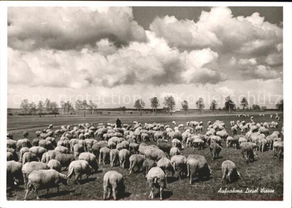 Schafe Hirte Foto Liesel Wiesse Emmendingen