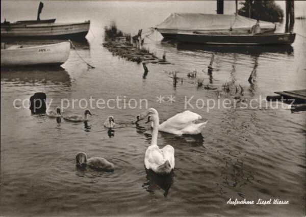 Schwan Foto Liesel Wiesse