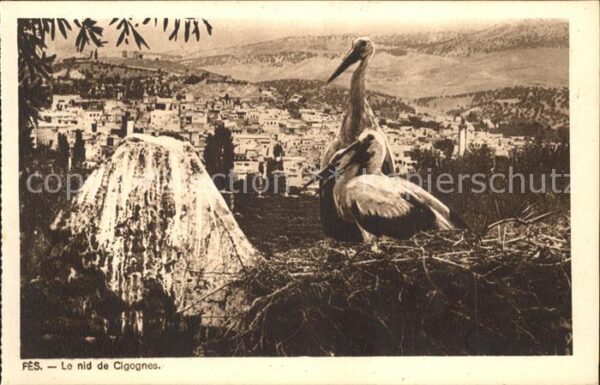 Fes Cigognes