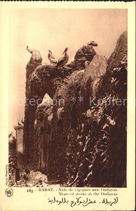 Rabat Marokko Nids de cigognes aux Oudayas