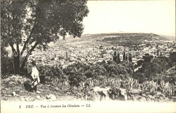 Fes Fez Maroc Oliviers