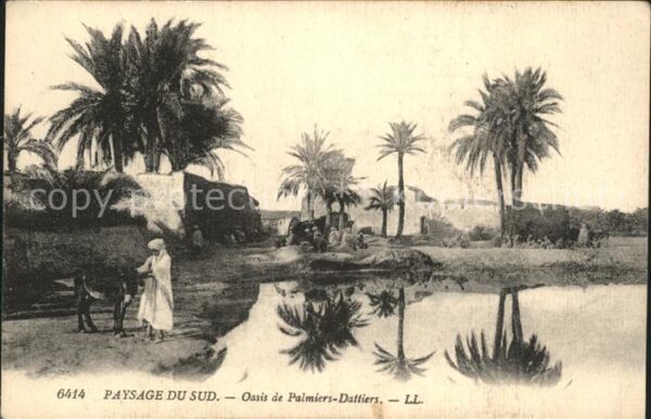 Marokko Maroc Paysage Sud Oasis Palmiers Dattiers