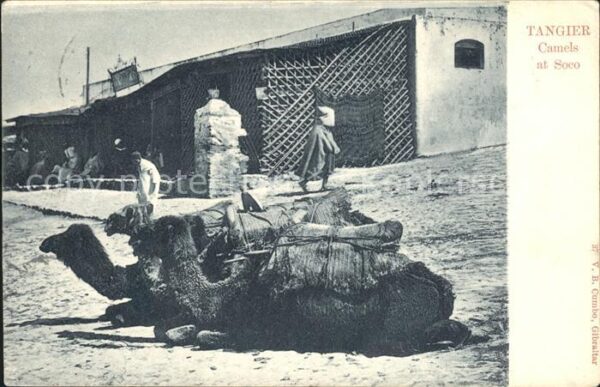 Tanger Tangier Tangiers Camels Soco