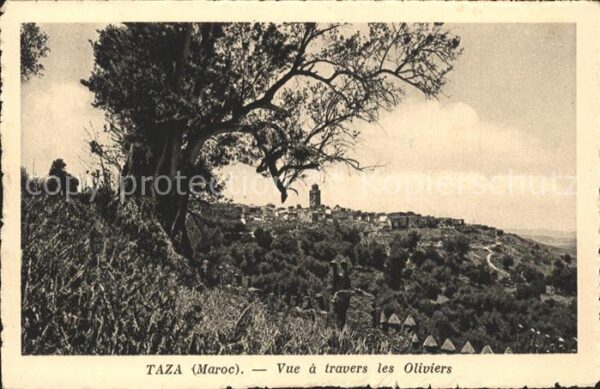 Taza Maroc Vue Oliviers
