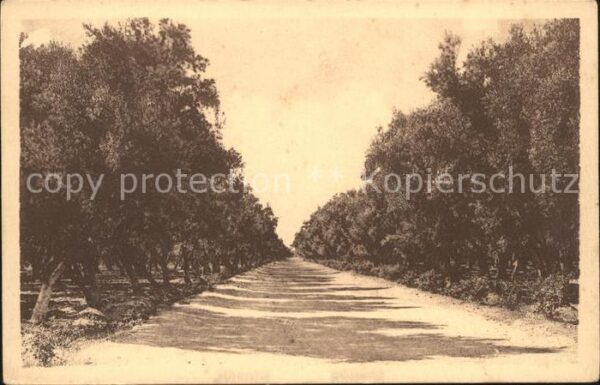 Marrakech Marrakesch Aguedal Grande Allee Foret Oliviers
