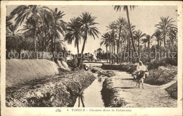 Tozeur Chemin dans la Palmeraie