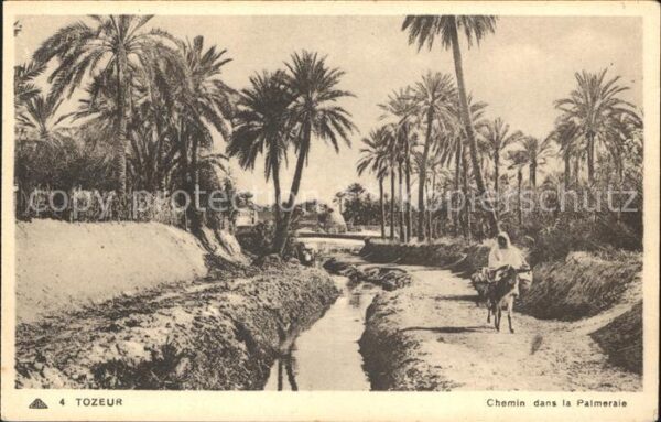 Tozeur Chemin dans la Palmeraie