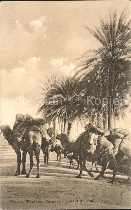 Kamel  Camel Chameau Tunisie Caravane