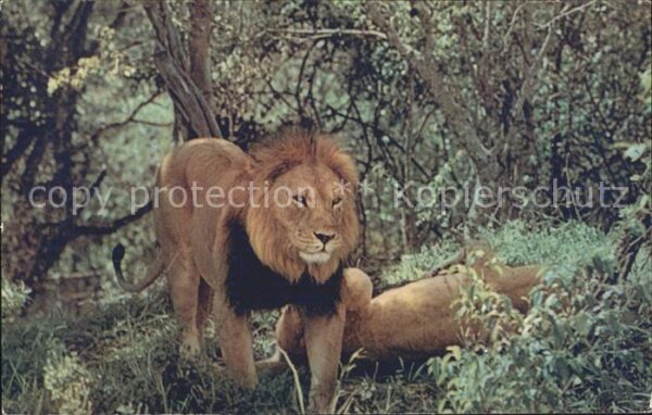 Loewe Afrika