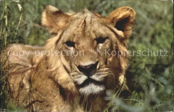 Loewe Afrika