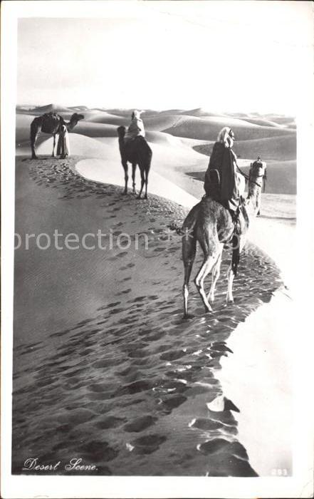 Kamel  Camel Chameau Desert Scene