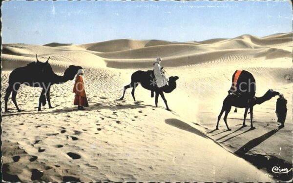 Kamel  Camel Chameau Bassour dans les Dunes