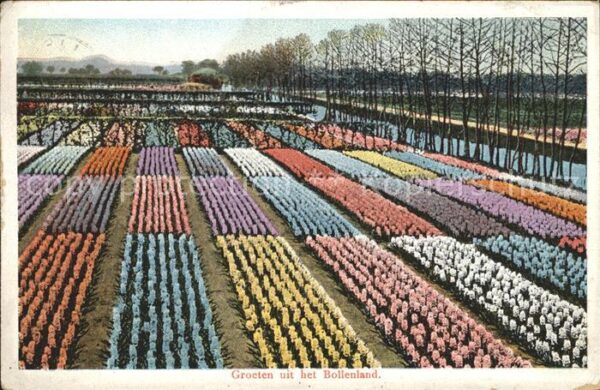 Blumen Niederlande