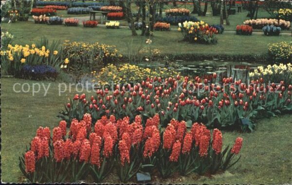 Blumen Bloemenvelden Bloei
