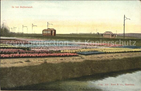 Blumen Bollenland Blumenfeld