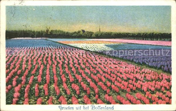 Blumen Bollenland Blumenfeld