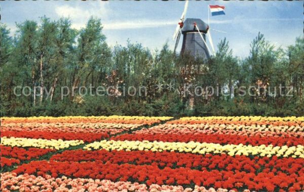 Blumen Windmühle Holland