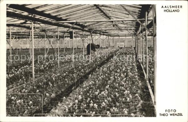 Blumen Glashaus Fresien Aalsmeer Holland