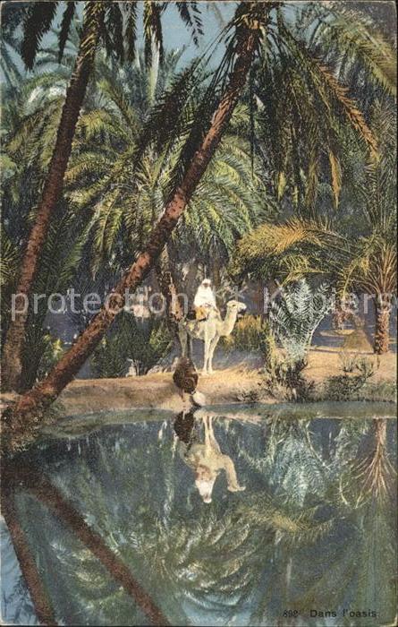 Kamel  Camel Chameau Oasis