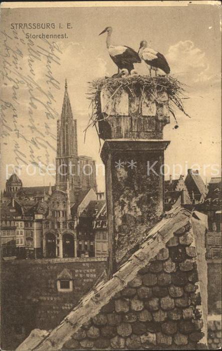 Storch Storchennest Strassburg