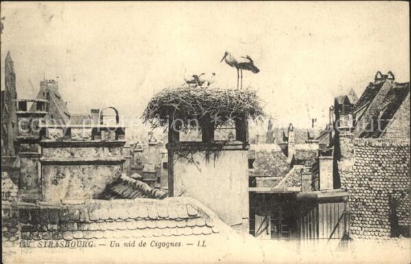 Storch Storchennest Strasbourg Nid de Cigognes