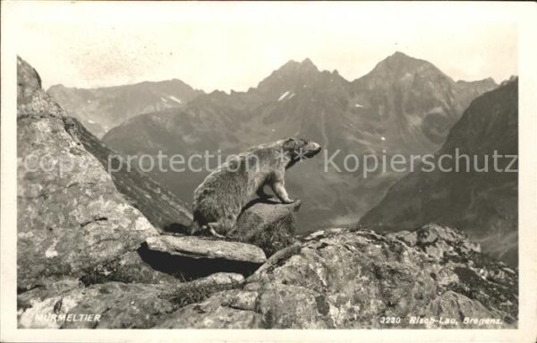 Foto Risch-Lau Nr. 3230 Murmeltier