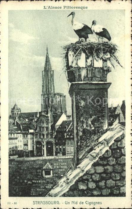 Storch Storchennest Strasbourg Nid de Cigognes