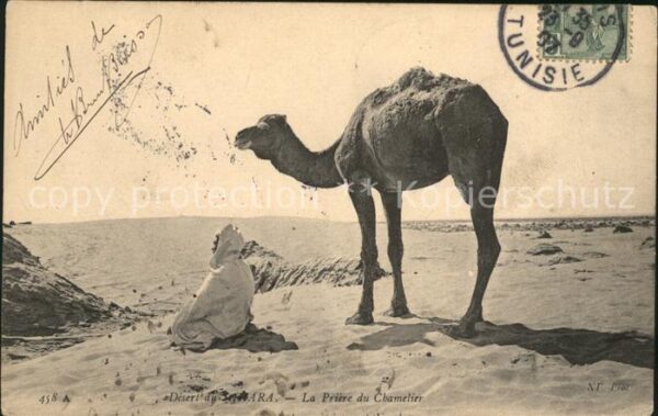 Kamel  Camel Chameau Priere du Chamelier Desert du Sahara