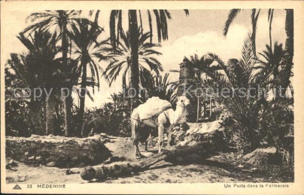 Kamel  Camel Chameau Medenine Puits dans la Plameraie