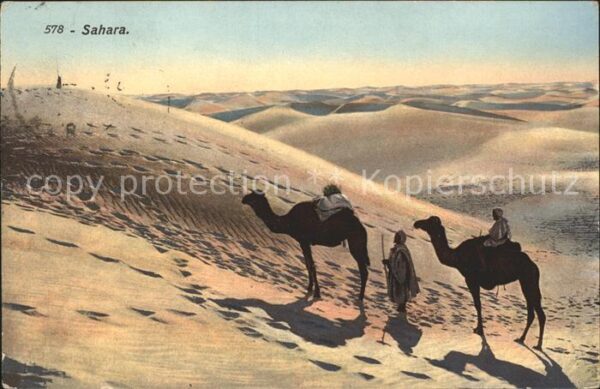 Kamel  Camel Chameau Sahara