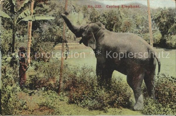 Elefant Ceylon Elephant