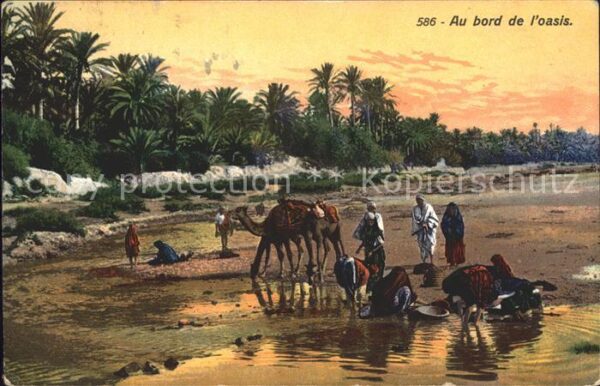 Kamel  Camel Chameau Oasis Typen