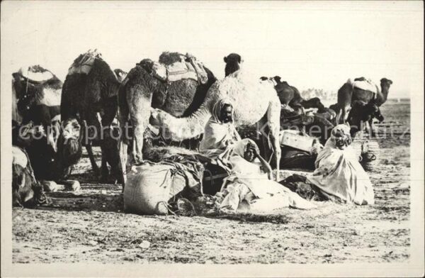 Kamel  Camel Chameau Halte des Chameliers