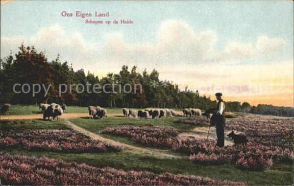 Schafe Hirte Heide