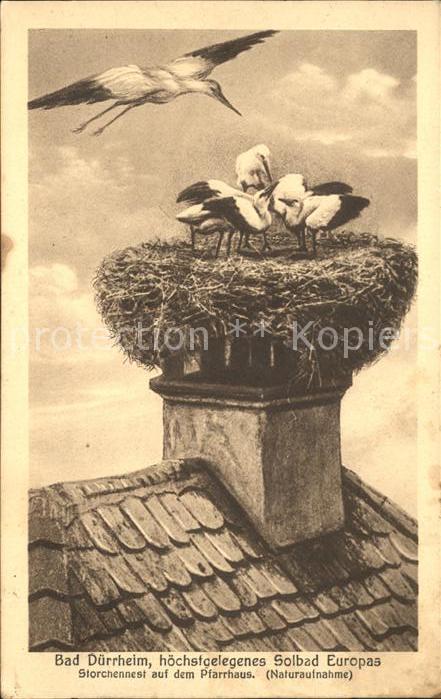 Storch Storchennest Bad Dürrheim Pfarrhaus