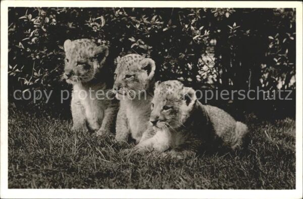 Loewe Löwenbabys Carl Hagenbeck Tierpark Hamb