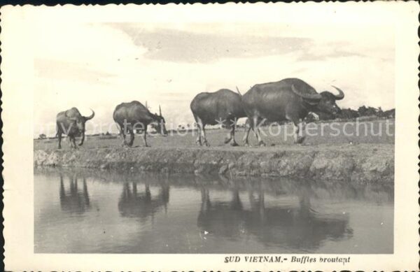 Bueffel Sud Vietnam Buffles broutant