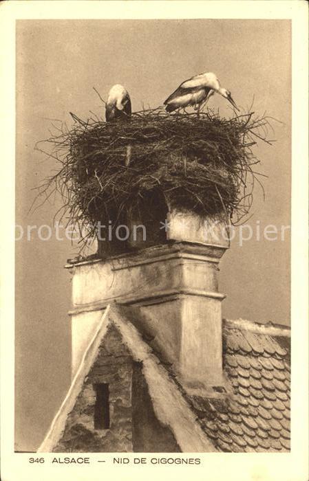 Storch Alsace Nid de Cigognes Storchennest