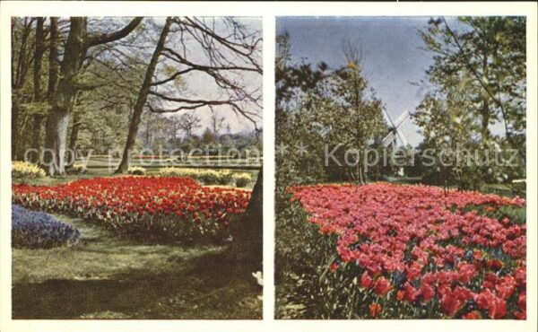 Blumen Keukenhof Lisse Holland