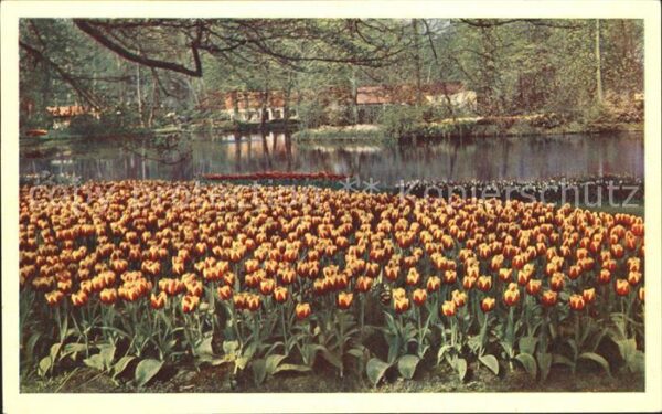 Blumen Keukenhof Lisse Holland Tulpen