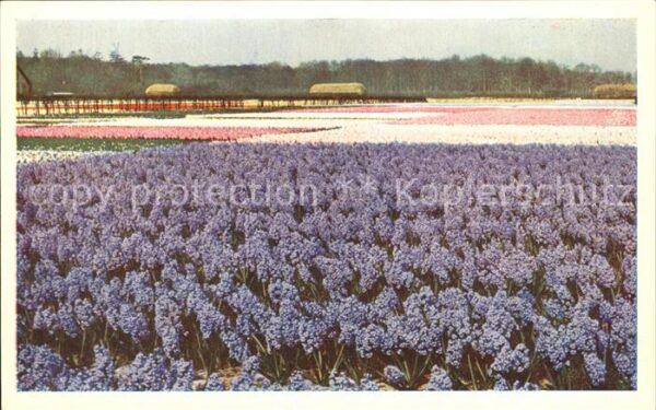 Blumen Omgeving Keukenhof Lisse Holland